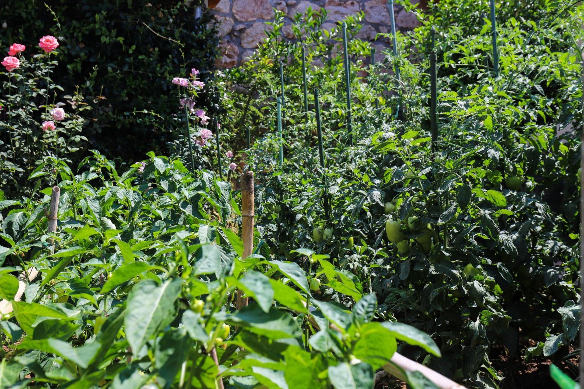 Apartment Garden M&M Dubrovnik Kültér fotó